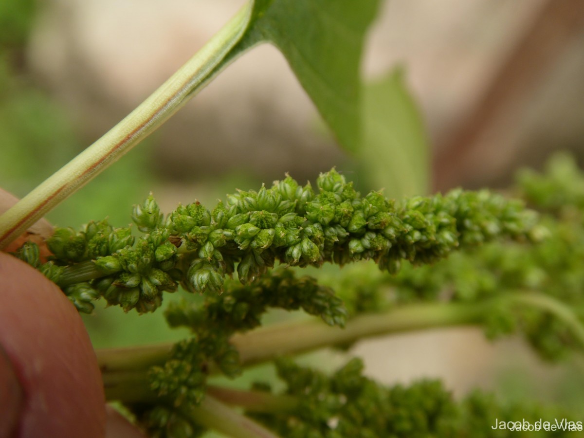 Amaranthus viridis L.